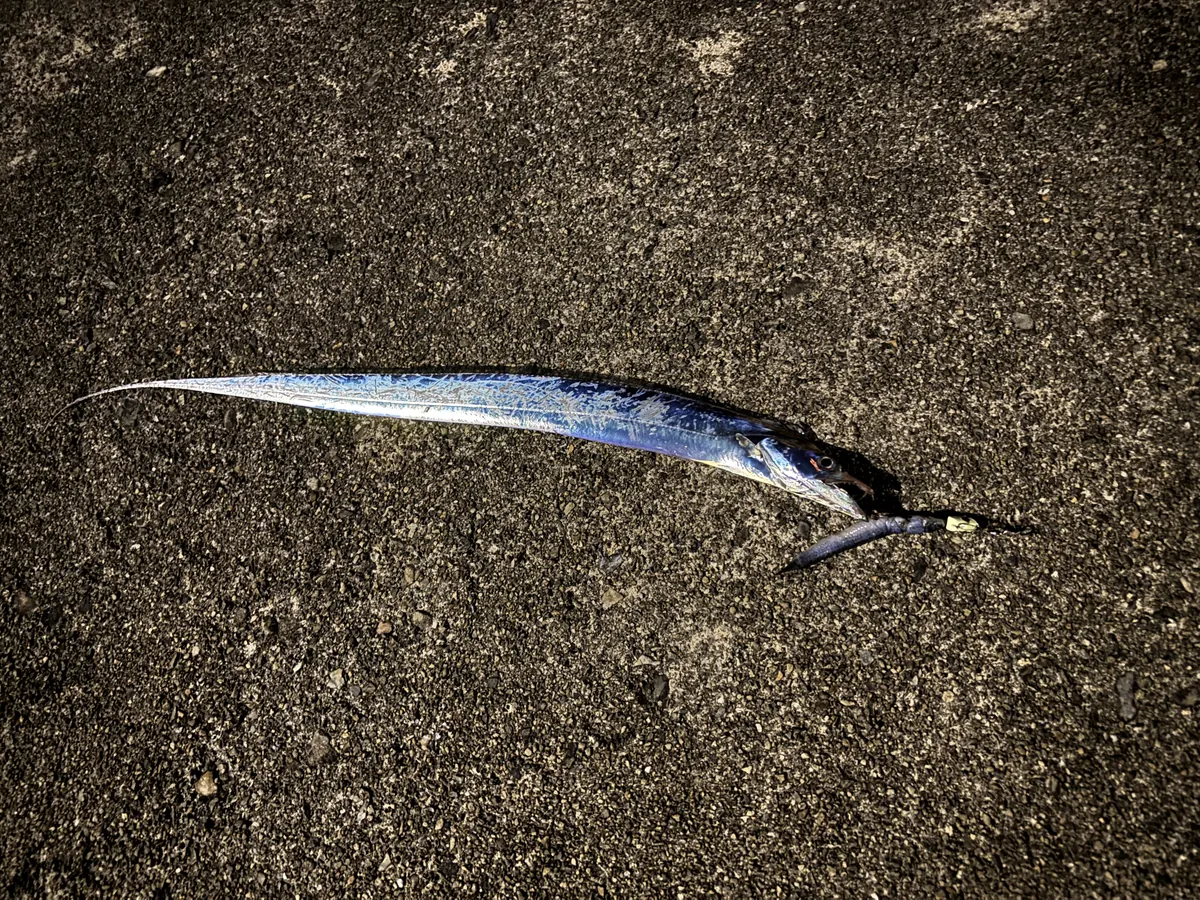 テンヤに食いついた太刀魚