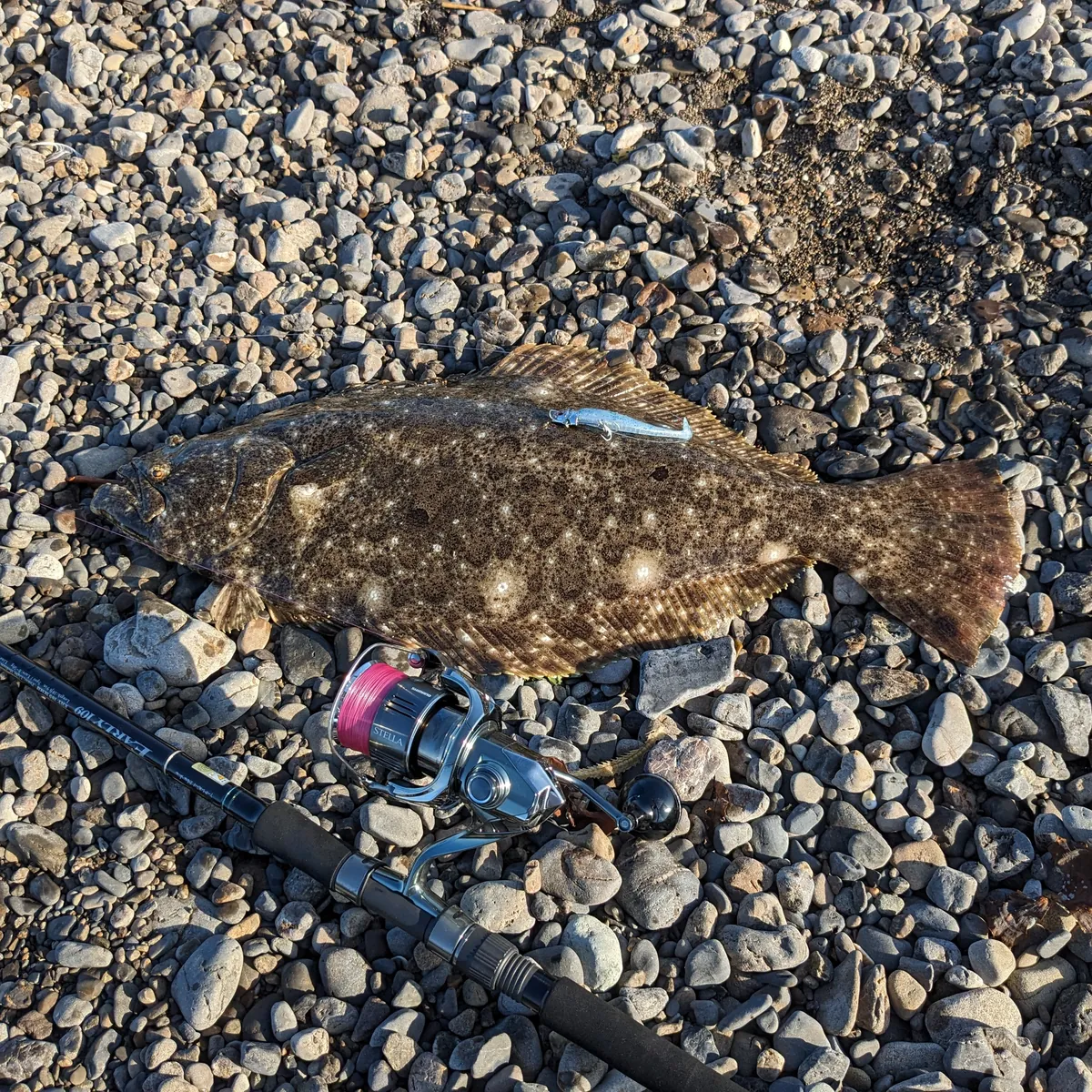 みなべ川河口で釣った65cmのヒラメ。ロッドとSHIMANO ステラが写り込んでいる