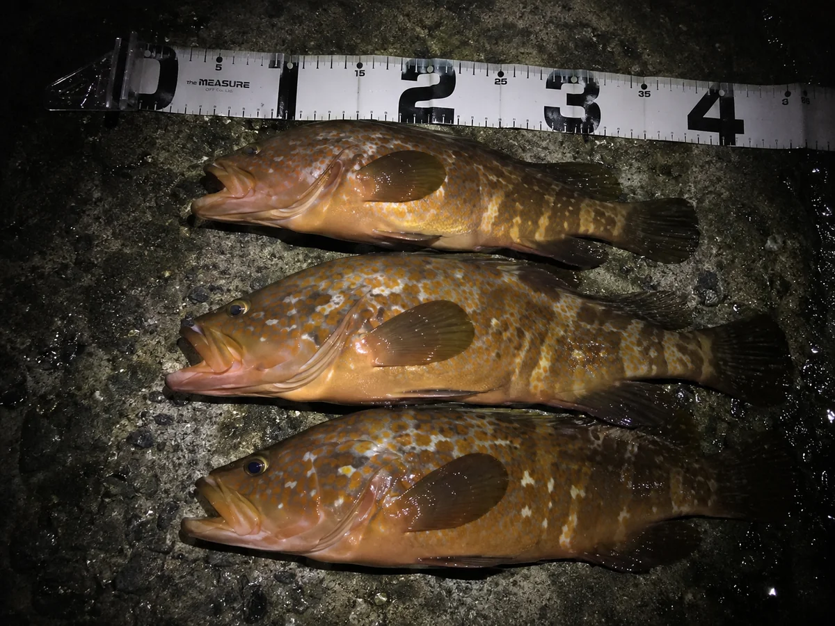 貝塚人工島で釣れたキジハタ3匹、メジャーで計測した様子