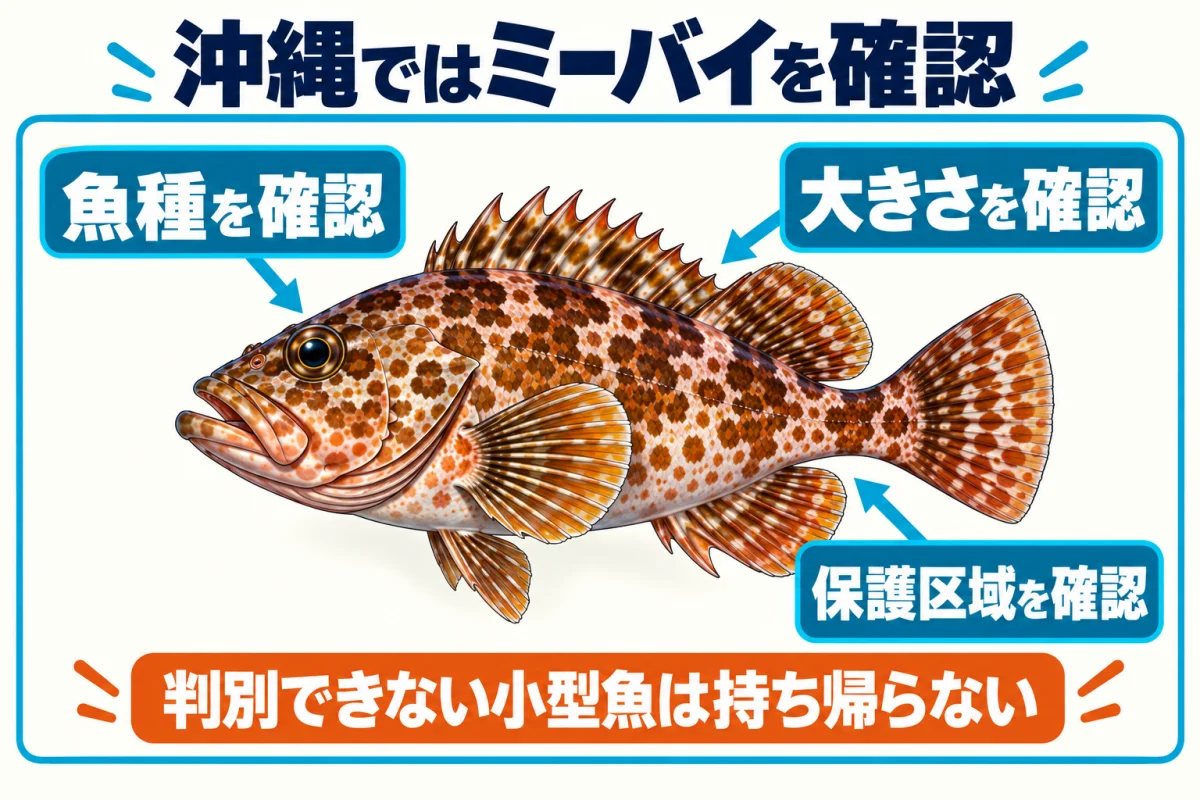 沖縄のミーバイで確認する魚種、大きさ、保護区域