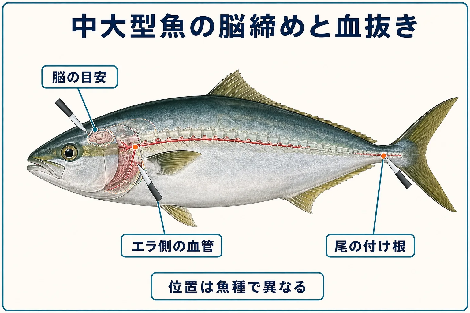中大型魚の脳締めと血抜きで刃を入れる位置の模式図