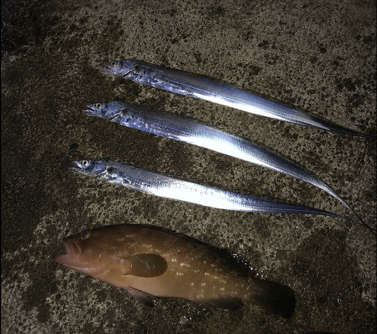 和歌浦漁港で釣れた太刀魚3匹とアコウ(キジハタ)