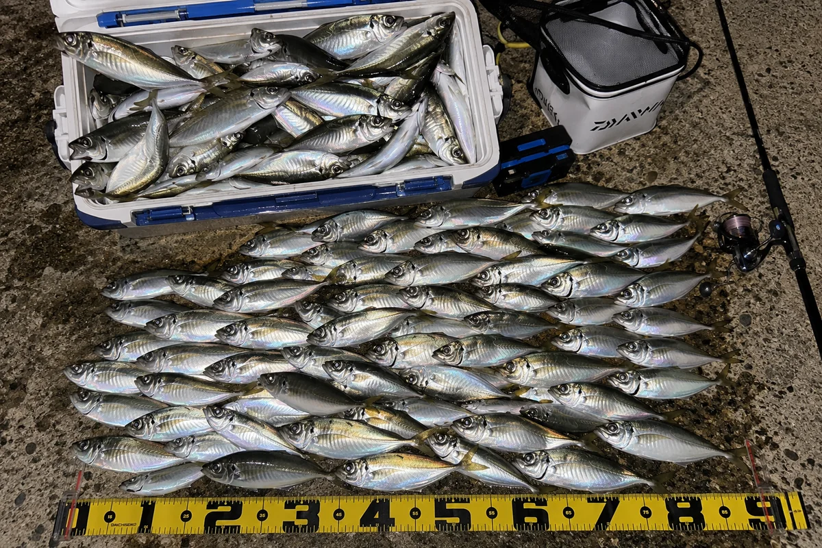 和歌山マリーナシティ大波止で釣れたアジの釣果